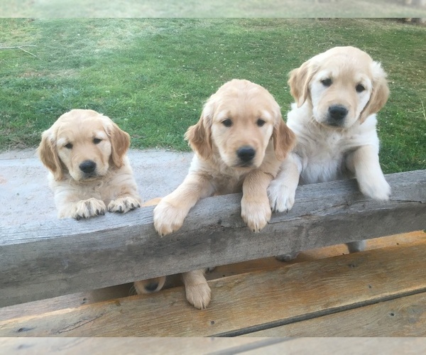 Medium Photo #2 Golden Retriever Puppy For Sale in NUNN, CO, USA
