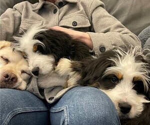 Bernedoodle Litter for sale in LAKE FOREST, CA, USA