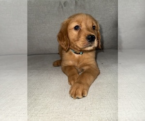Golden Retriever Puppy for sale in JACKSONVILLE, FL, USA