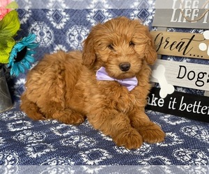 Goldendoodle (Miniature) Puppy for sale in LANCASTER, PA, USA