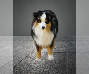 Father of the Miniature American Shepherd puppies born on 06/25/2025