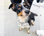Small #2 Mutt