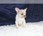 Small Photo #3 French Bulldog Puppy For Sale in COCONUT GROVE, FL, USA