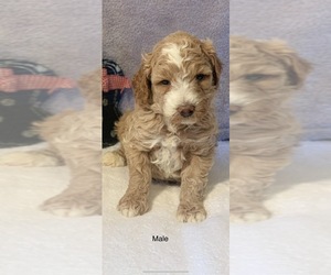 Poodle (Miniature) Puppy for sale in LOUISA, KY, USA