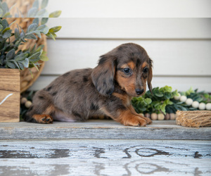 Dachshund Litter for sale in NAPPANEE, IN, USA