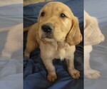 Small Photo #2 Golden Retriever Puppy For Sale in ISLETON, CA, USA