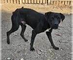 Small American Staffordshire Terrier Mix