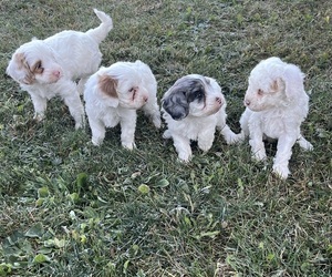 Cavapoo Puppy for Sale in KALONA, Iowa USA