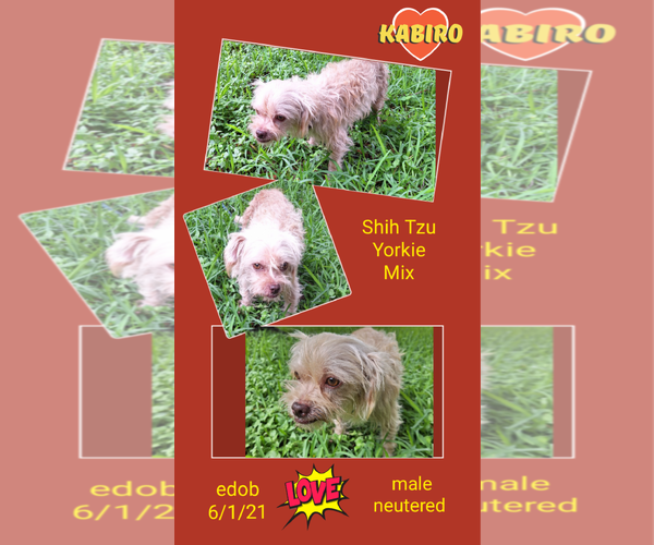 Medium Photo #4 Mutt Puppy For Sale in Missouri City, TX, USA