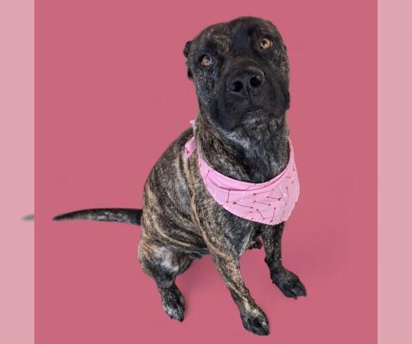 Medium Photo #1 American Pit Bull Terrier-Unknown Mix Puppy For Sale in Bakersfield, CA, USA