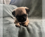 Small #3 Pug