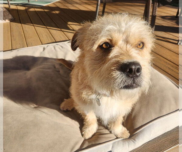 Medium Photo #1 Mutt Puppy For Sale in Salt Lake City, UT, USA