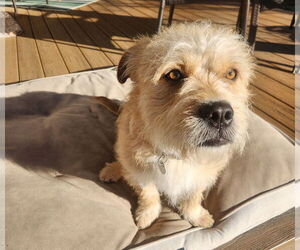 Mutt Dogs for adoption in Salt Lake City, UT, USA