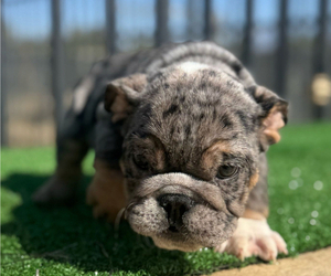 English Bulldog Puppy for sale in ATLANTA, GA, USA