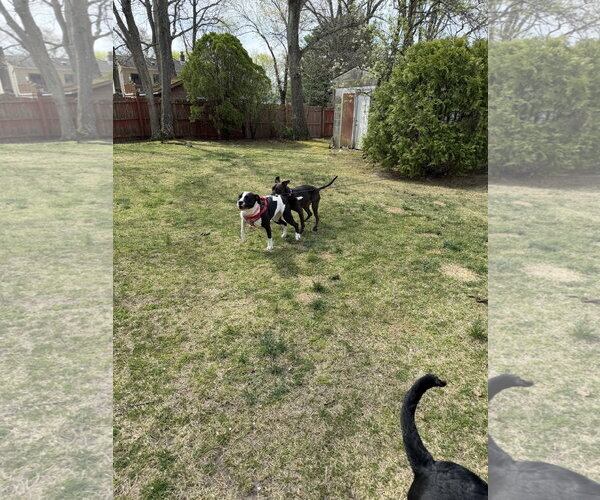 Medium Photo #5 American Pit Bull Terrier-Unknown Mix Puppy For Sale in Oakhurst, NJ, USA