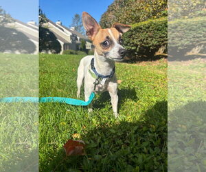 Jack ~meet me! - Male Rat-Cha Dog for Adoption - Photo #4