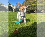 Small Photo #4 Rat-Cha Puppy For Sale in Southbury, CT, USA