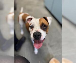 Bullboxer Pit Dogs for adoption in Peoria, IL, USA