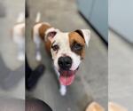 Small Bullboxer Pit