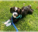 Small #2 Lhasa-Poo