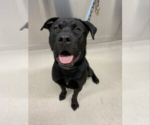 Labrador Retriever-Unknown Mix Dogs for adoption in Fairbanks, AK, USA