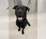Small Labrador Retriever Mix