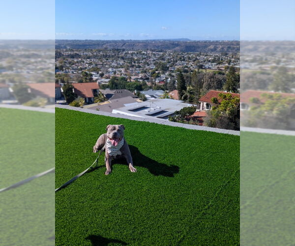 Medium Photo #4 American Pit Bull Terrier-Staffordshire Bull Terrier Mix Puppy For Sale in San Diego, CA, USA