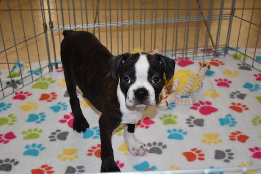 Medium Photo #5 Boston Terrier Puppy For Sale in ORO VALLEY, AZ, USA