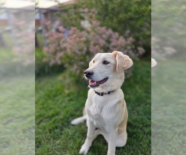 Medium Photo #5 Great Pyrenees Puppy For Sale in Bountiful, UT, USA