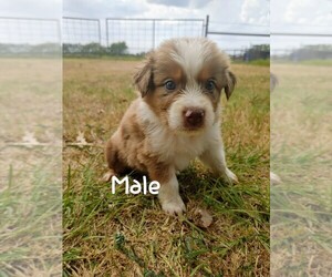 Australian Shepherd Puppy for sale in TAYLOR, TX, USA