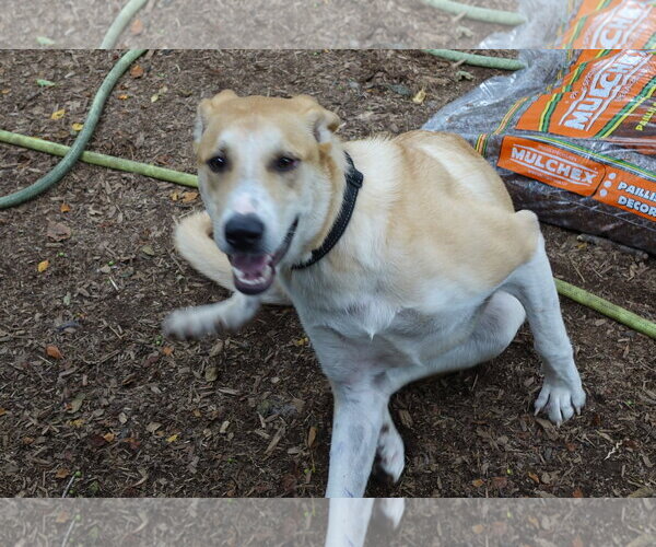 Medium Photo #3 Labrador Retriever-Unknown Mix Puppy For Sale in Doylestown, PA, USA