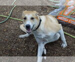 Small #2 Labrador Retriever Mix