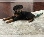 Small #1 Doberman Pinscher Mix