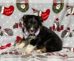Small Photo #4 Australian Cattle Dog-Border Collie Mix Puppy For Sale in LANCASTER, PA, USA