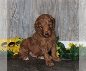 Goldendoodle-Poodle (Standard) Mix Puppy for sale in HONEY BROOK, PA, USA