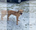 Small Photo #10 Mutt Puppy For Sale in Woodbury, NY, USA