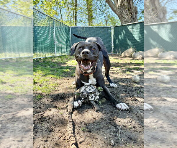 Medium Photo #39 American Pit Bull Terrier-American Staffordshire Terrier Mix Puppy For Sale in Brewster, NY, USA