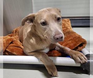Mutt Dogs for adoption in Bakersfield, CA, USA
