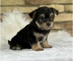 Small #1 Morkie