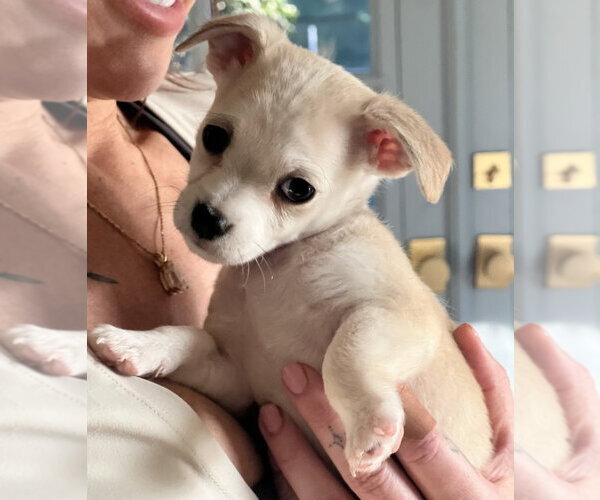 Medium Photo #2 Chihuahua-Unknown Mix Puppy For Sale in Dana Point, CA, USA
