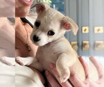 Small #1 Chihuahua Mix