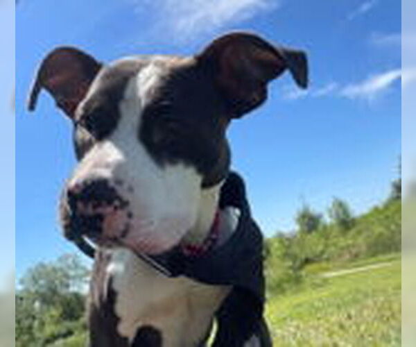 Medium Photo #1 American Pit Bull Terrier-Unknown Mix Puppy For Sale in Oskaloosa, IA, USA
