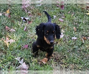 Dachshund Puppy for sale in CLARK, MO, USA