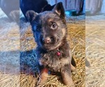 Small Photo #17 German Shepherd Dog Puppy For Sale in COWGILL, MO, USA
