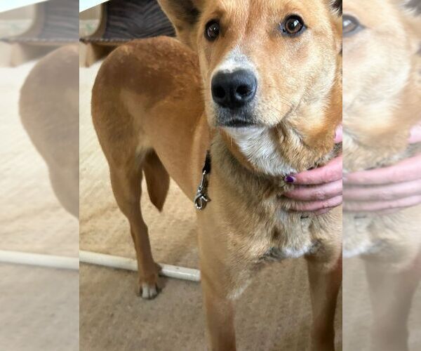 Medium Photo #3 Mutt Puppy For Sale in Calgary, Alberta, Canada