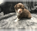 Small Photo #5 Miniature Australian Shepherd Puppy For Sale in YERINGTON, NV, USA