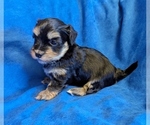 Small #1 Havanese
