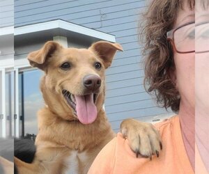 Carolina Dog-Labrador Retriever Mix Dogs for adoption in Des Moines, IA, USA