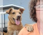 Small Photo #1 Carolina Dog-Labrador Retriever Mix Puppy For Sale in Des Moines, IA, USA