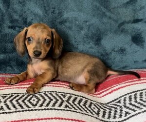 Dachshund Puppy for sale in BLMGTN, IN, USA